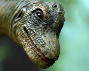 Was the Ark Large Enough for All of the Animals?