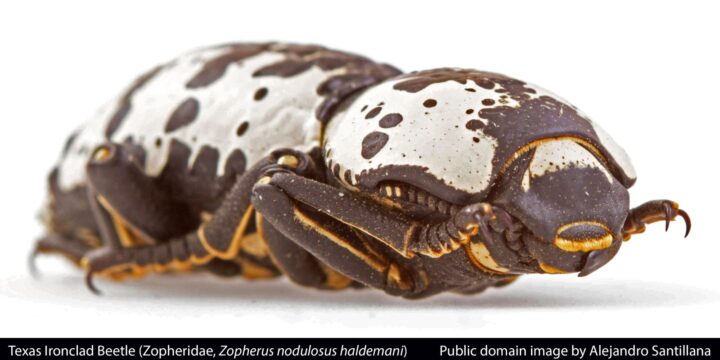 The Ironclad Beetle: Armored Tank of the Insect World